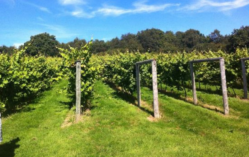 Bolney Wine Estate